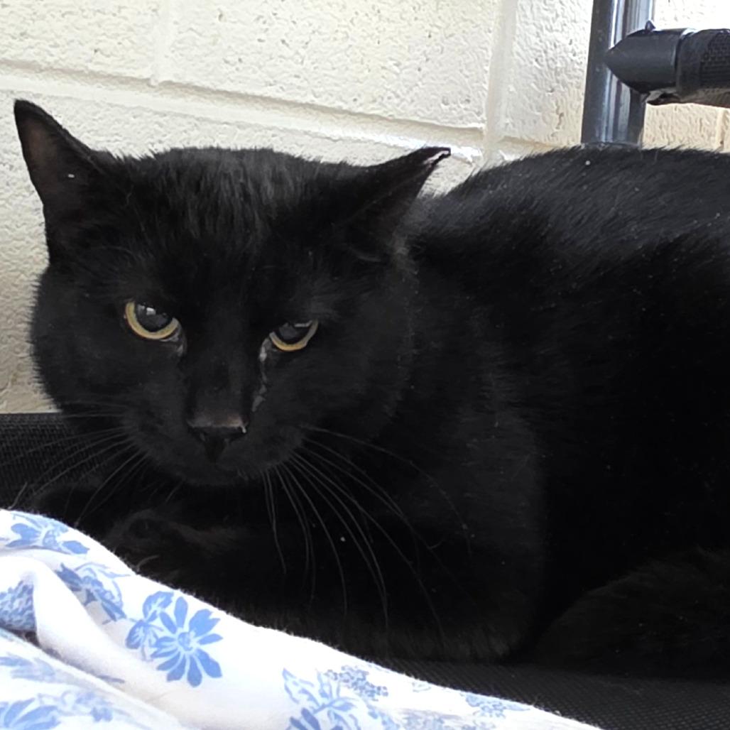 Pepper, Adoptable, Young Male Domestic Short Hair.