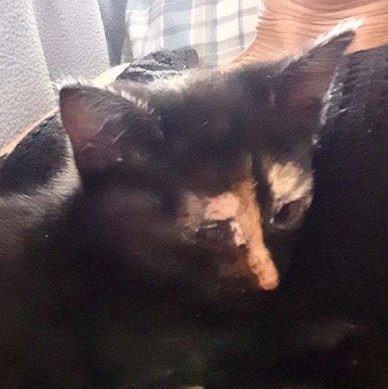 Jessie, a ADOPTABLE Domestic Short Hair in Notre Dame de Grâce- Montreal, QC image 2/5