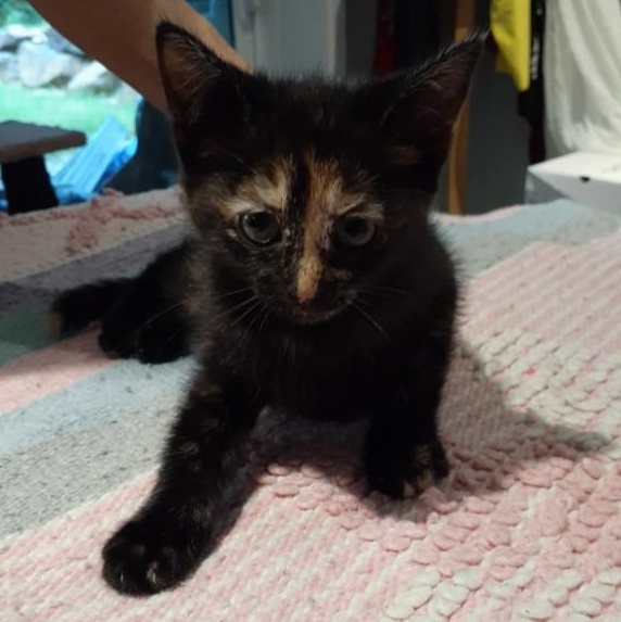 Jessie, ADOPTABLE, Kitten Female Domestic Short Hair.