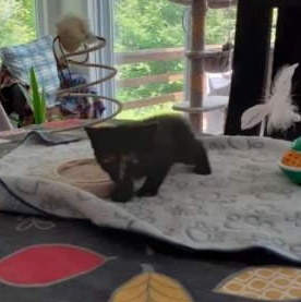 Jessie, a ADOPTABLE Domestic Short Hair in Notre Dame de Grâce- Montreal, QC image 5/5