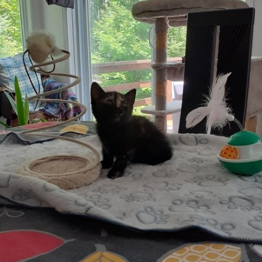 Jessie, a ADOPTABLE Domestic Short Hair in Notre Dame de Grâce- Montreal, QC image 4/5
