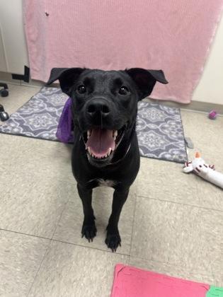 Enlarge Magic- in foster home, a Adopted Mixed Breed in Hamilton, OH image 4/5