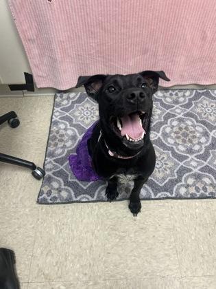 Enlarge Magic- in foster home, a Adopted Mixed Breed in Hamilton, OH image 5/5