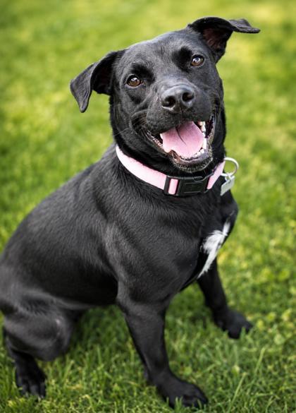Magic- in foster home, Adopted, Young Female Mixed Breed.