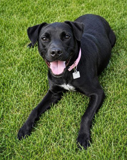 Enlarge Magic- in foster home, a Adopted Mixed Breed in Hamilton, OH image 2/5
