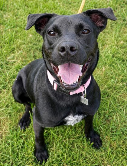 Enlarge Magic- in foster home, a Adopted Mixed Breed in Hamilton, OH image 3/5