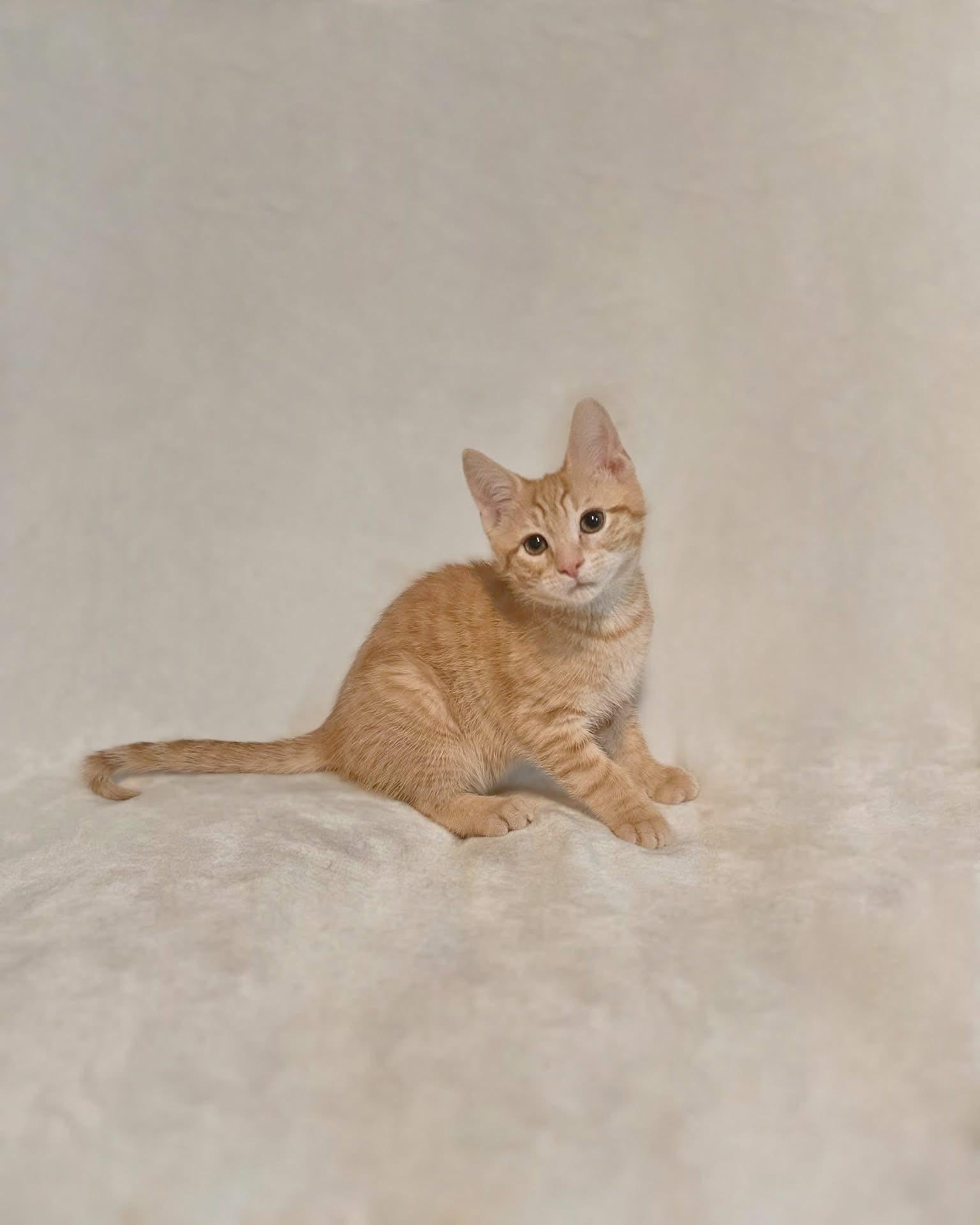 Enlarge Marmalade, an adopted Domestic Short Hair in Reading, PA image 1/1