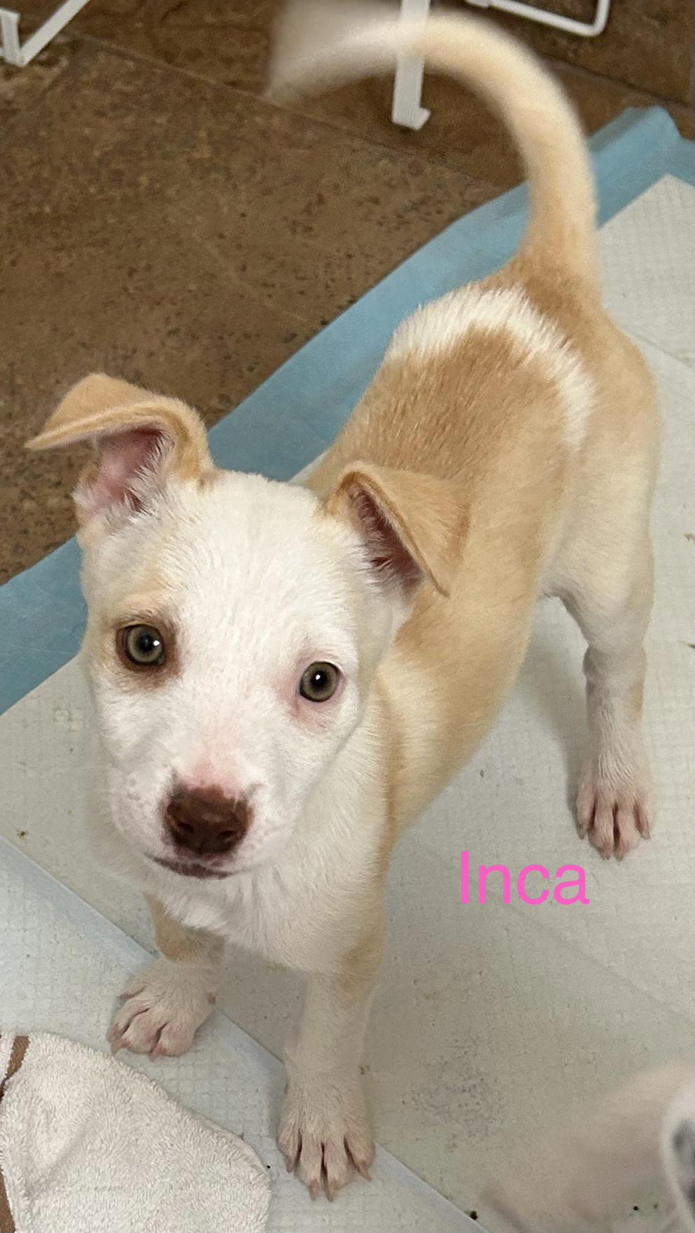 Inca, ADOPTABLE, Puppy Female Mixed Breed.