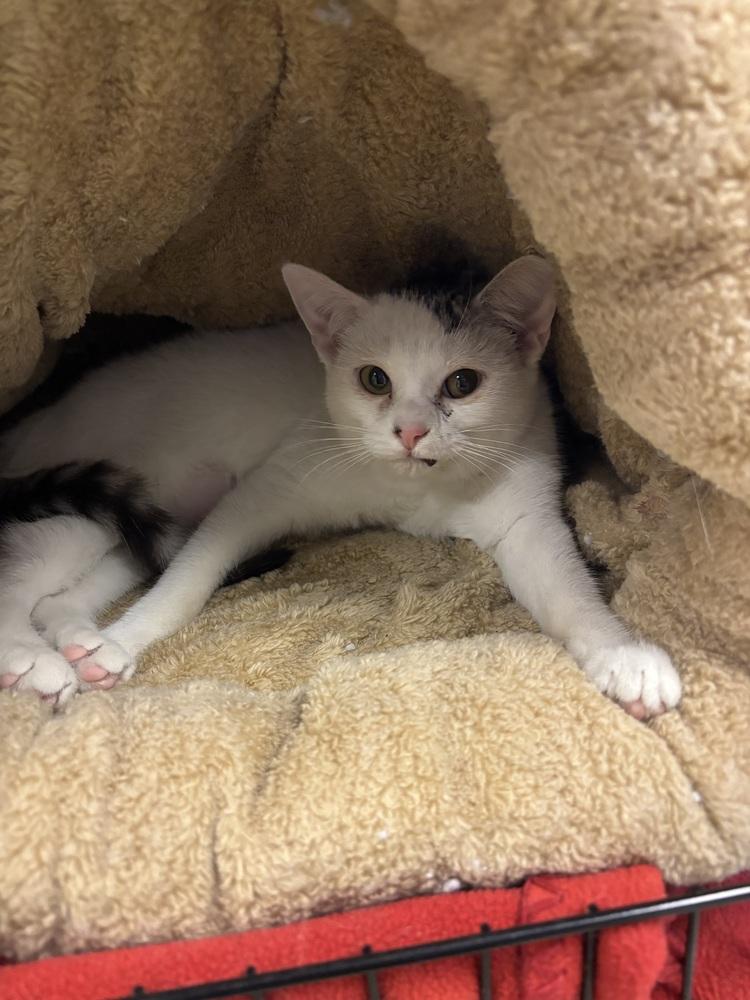 Clair, Adoptable, Young Female Domestic Short Hair.