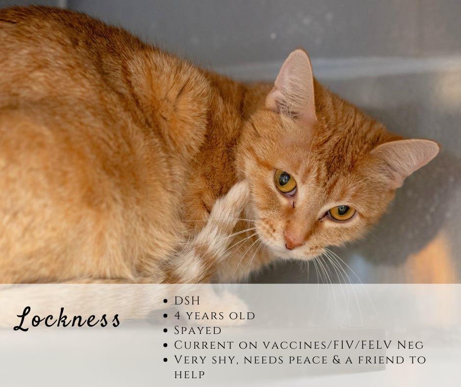 Enlarge Lockness, a ADOPTABLE Domestic Short Hair in Junction City, KS image 1/1
