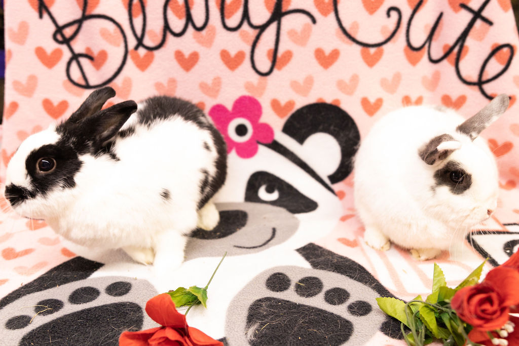 Enlarge Yin and Yan, a Adoptable mixed breed in Poughkeepsie, NY image 1/4