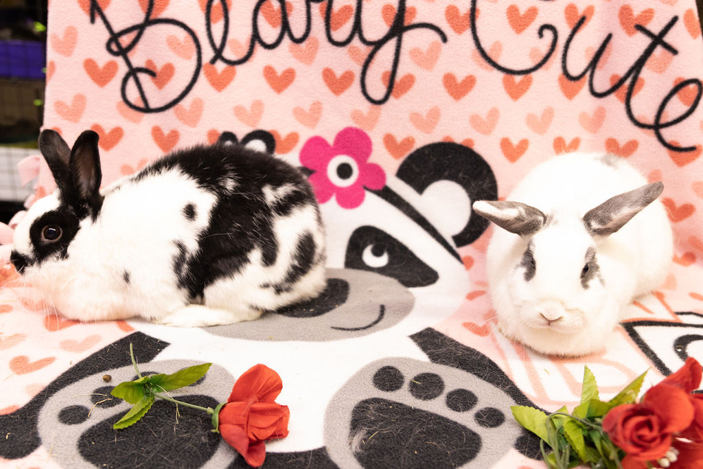 Enlarge Yin and Yan, a Adoptable mixed breed in Poughkeepsie, NY image 2/4