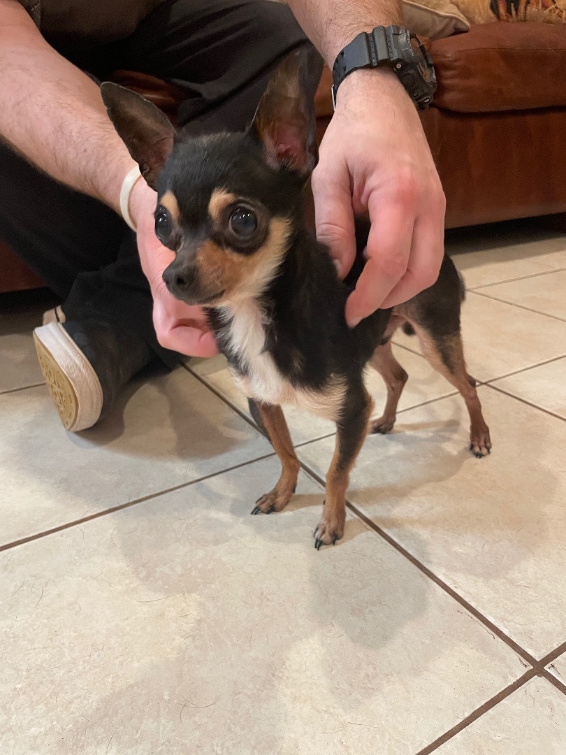 Nacho, an adopted Chihuahua in AQUEBOGUE, NY image 1/5