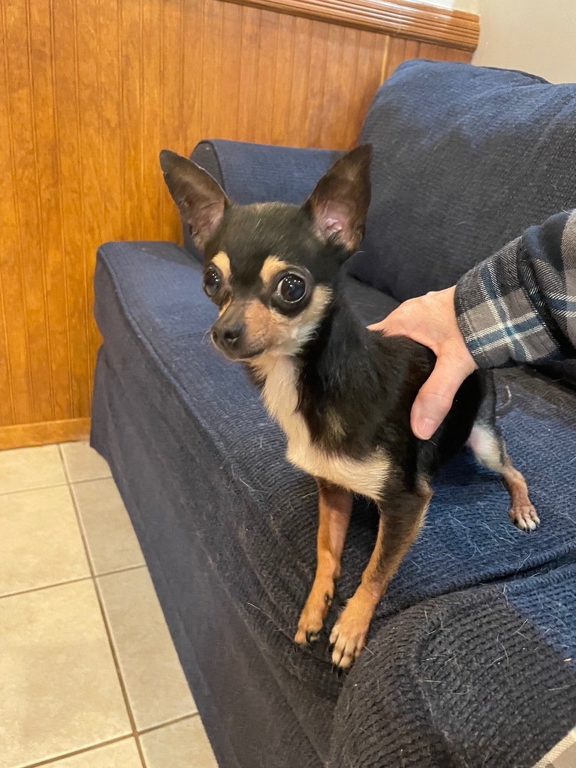 Nacho, an adopted Chihuahua in AQUEBOGUE, NY image 2/5