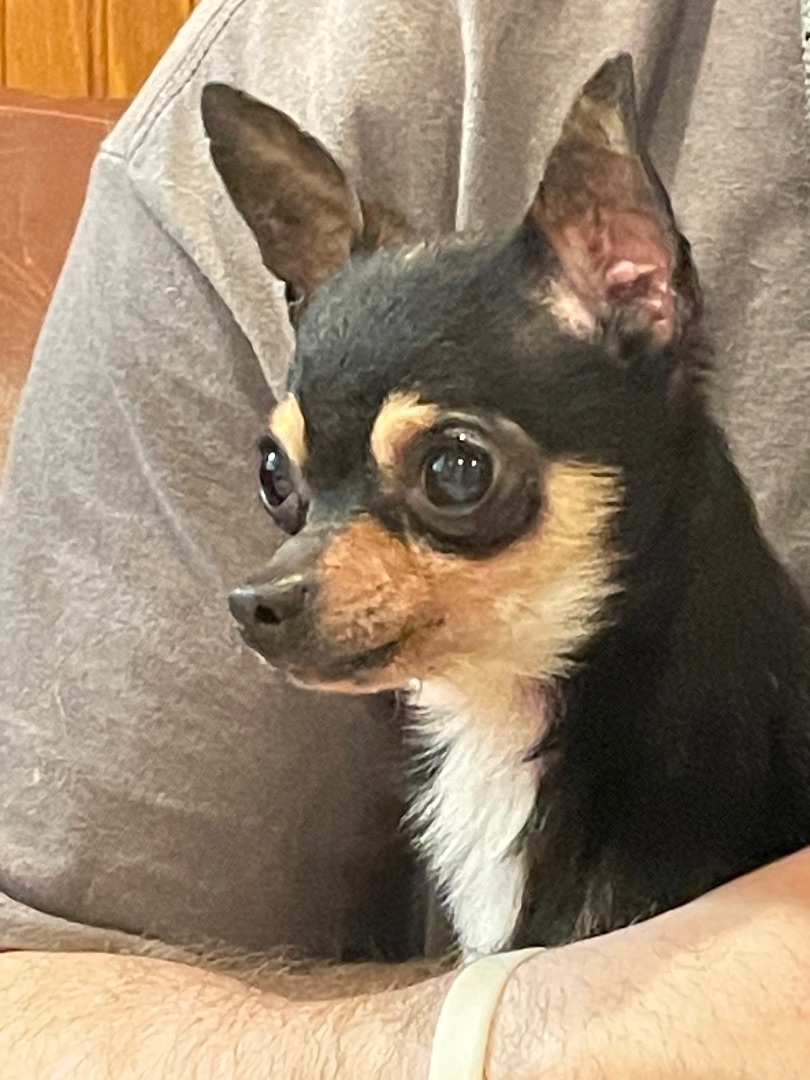 Nacho, an adopted Chihuahua in AQUEBOGUE, NY image 3/5