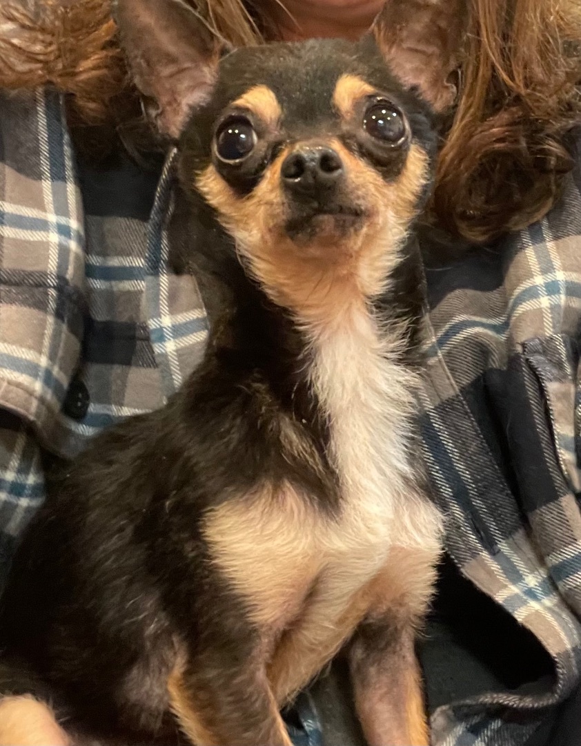 Nacho, an adopted Chihuahua in AQUEBOGUE, NY image 4/5