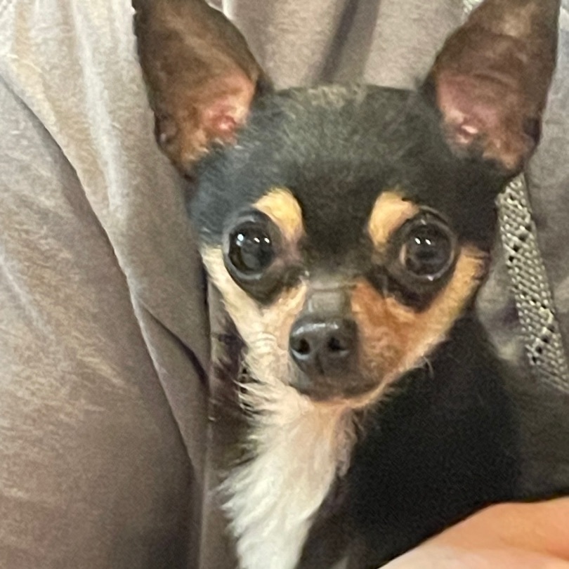 Nacho, an adopted Chihuahua in AQUEBOGUE, NY image 5/5
