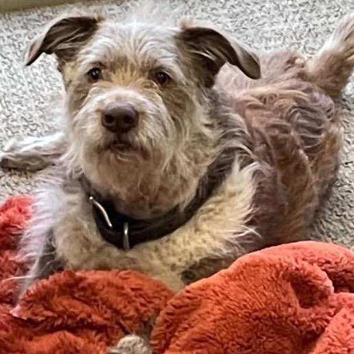Enlarge Koby, a Adoptable mixed breed in Cashmere, WA image 1/3