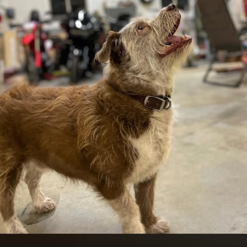 Enlarge Koby, a Adoptable mixed breed in Cashmere, WA image 3/3