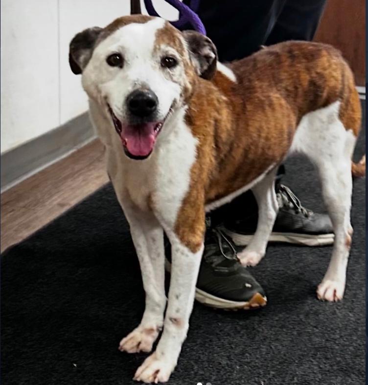 Enlarge Trisha, a ADOPTABLE Pit Bull Terrier in Los Angeles, CA image 1/1