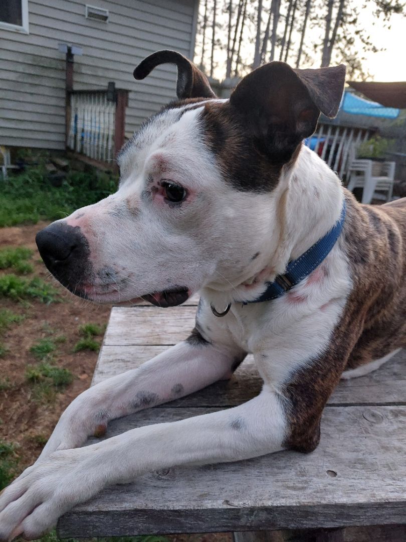 BART, a Adoptable mixed breed in Broadalbin, NY image 1/12