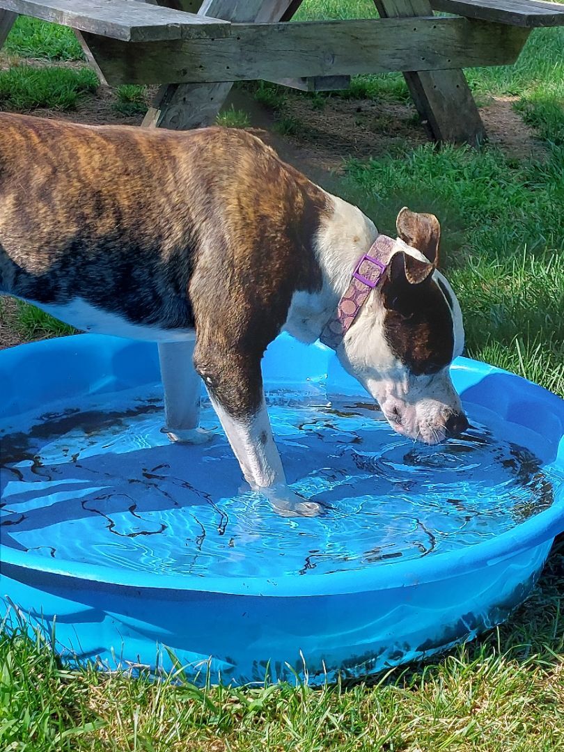 BART, a Adoptable mixed breed in Broadalbin, NY image 2/12