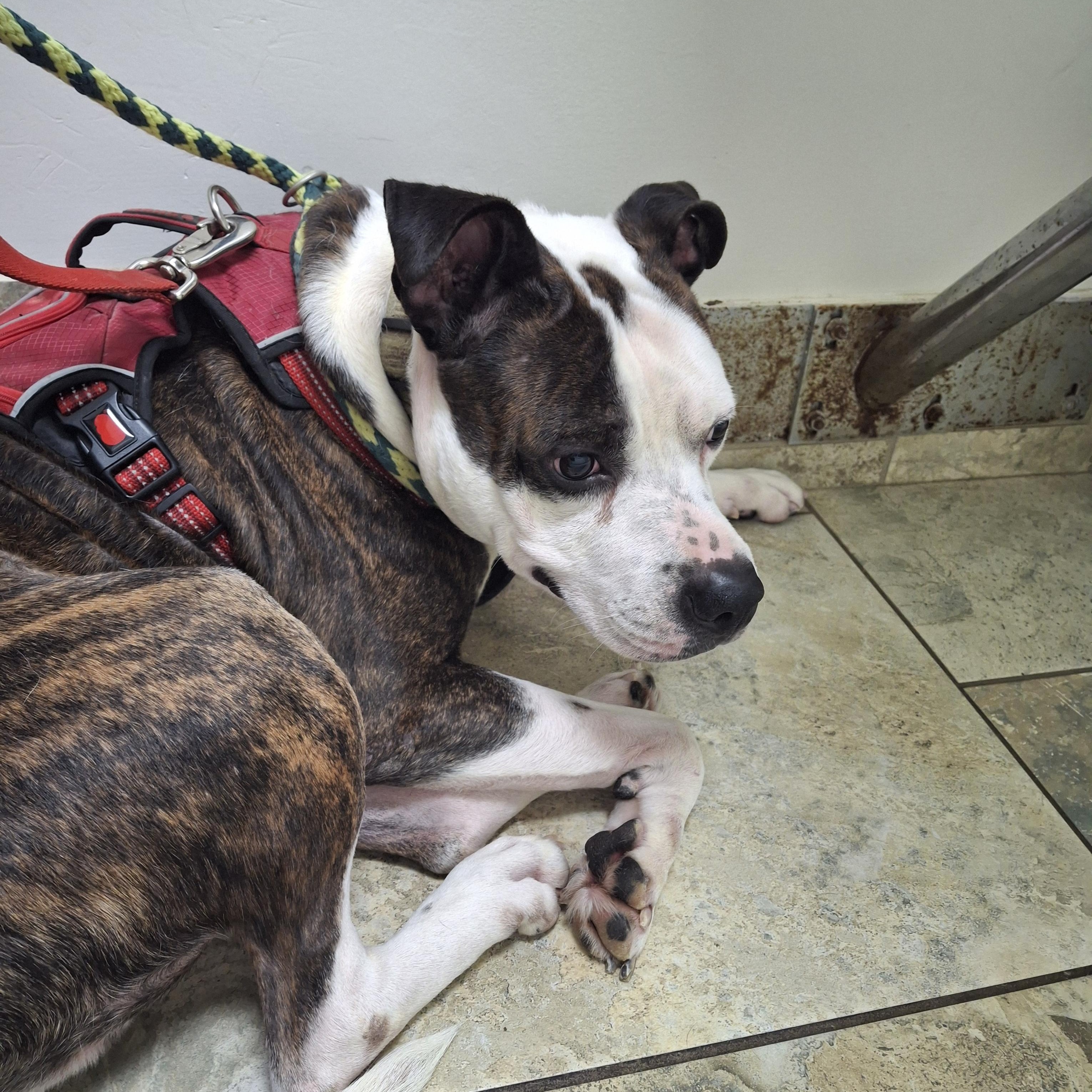 BART, Adoptable, Adult Male Terrier.