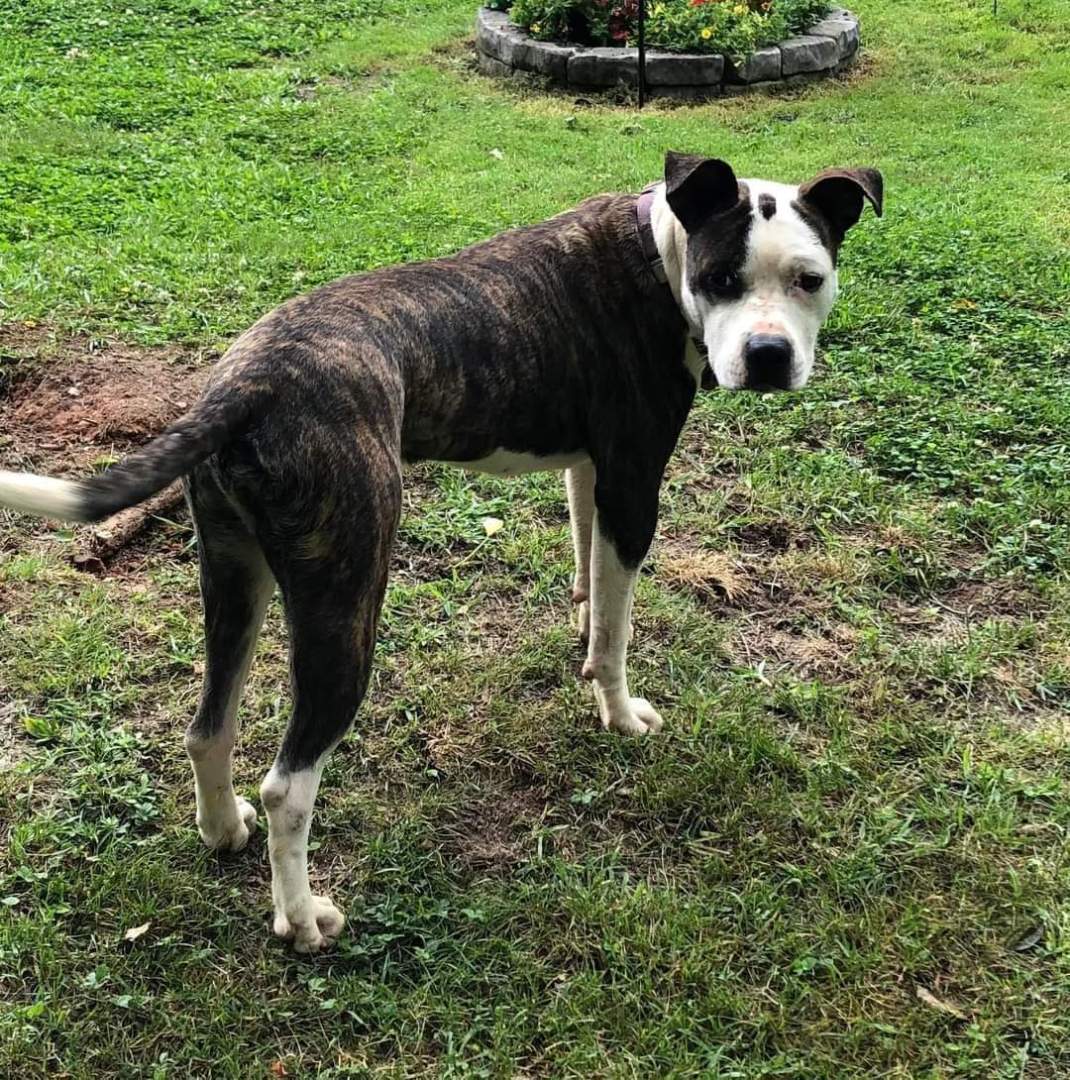 BART, a Adoptable mixed breed in Broadalbin, NY image 4/12