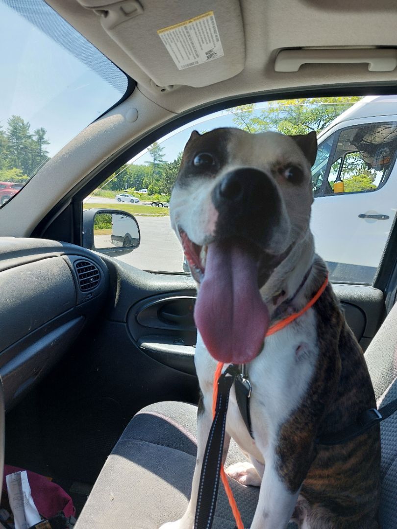 BART, a Adoptable mixed breed in Broadalbin, NY image 5/12