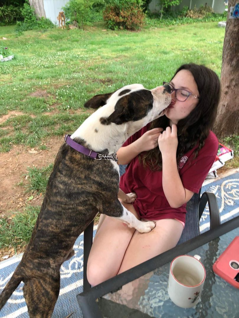 BART, a Adoptable mixed breed in Broadalbin, NY image 6/12