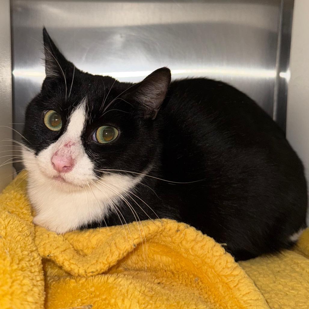 Enlarge Socks, a Adoptable Domestic Short Hair in Cedaredge, CO image 1/1