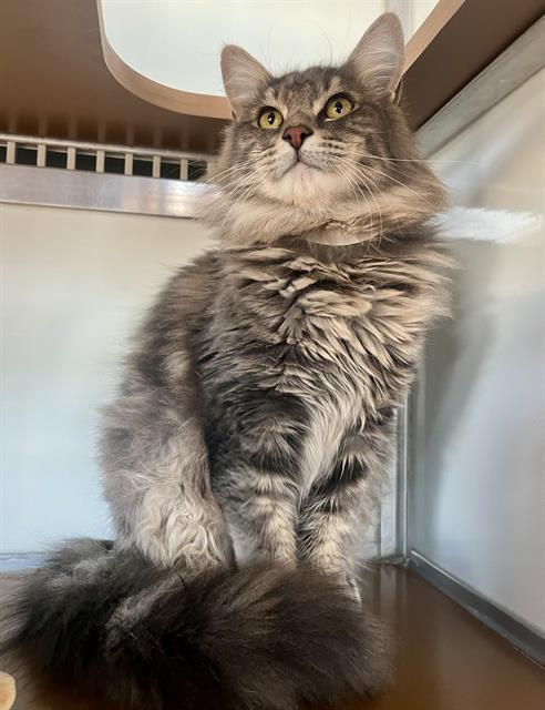 BOBOT, Adoptable, Young Male Domestic Long Hair.