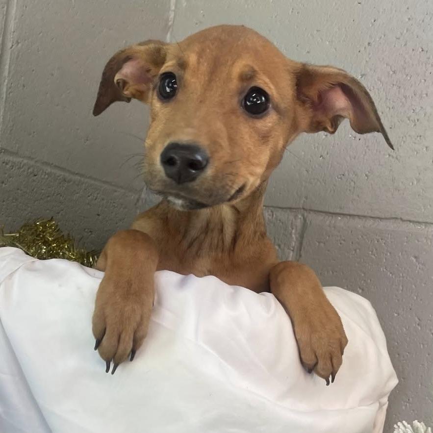 Sweetness, Adoptable, Puppy Female Mixed Breed.