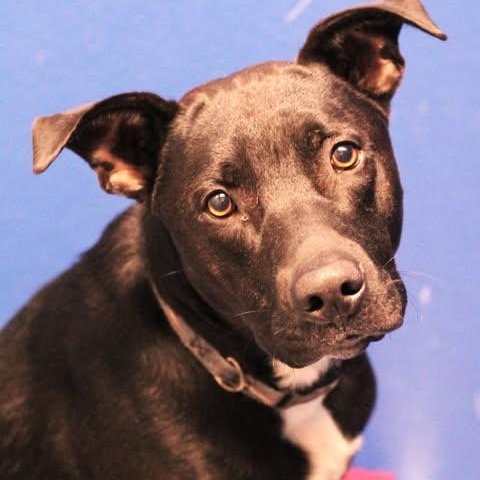 Enlarge 25-01494, a Adoptable mixed breed in Fredericksburg, VA image 1/1