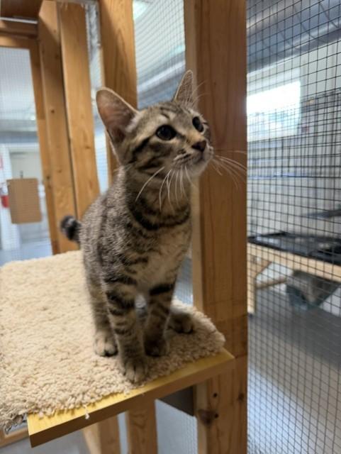 Kaleb, a ADOPTABLE Domestic Short Hair in Chisholm, MN image 4/6