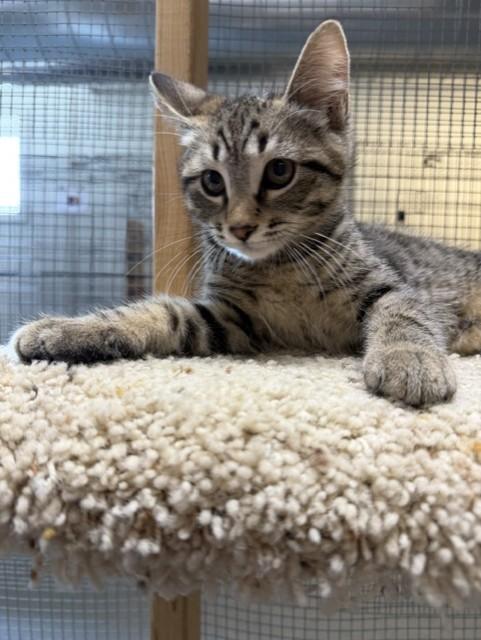 Kaleb, a ADOPTABLE Domestic Short Hair in Chisholm, MN image 5/6