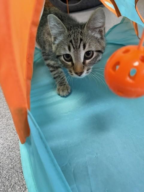 Kaleb, a ADOPTABLE Domestic Short Hair in Chisholm, MN image 6/6