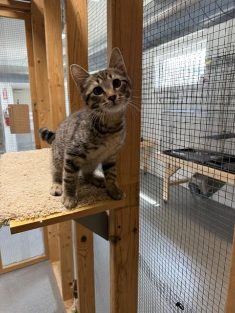Kaleb, ADOPTABLE, Kitten Male Domestic Short Hair.