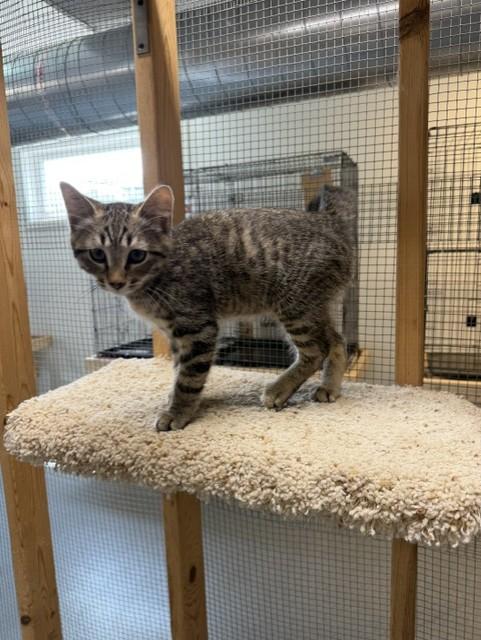 Kaleb, a ADOPTABLE Domestic Short Hair in Chisholm, MN image 2/6