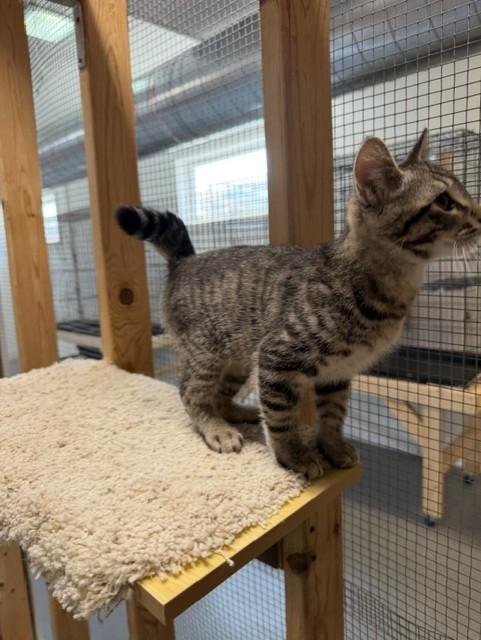 Kaleb, a ADOPTABLE Domestic Short Hair in Chisholm, MN image 3/6