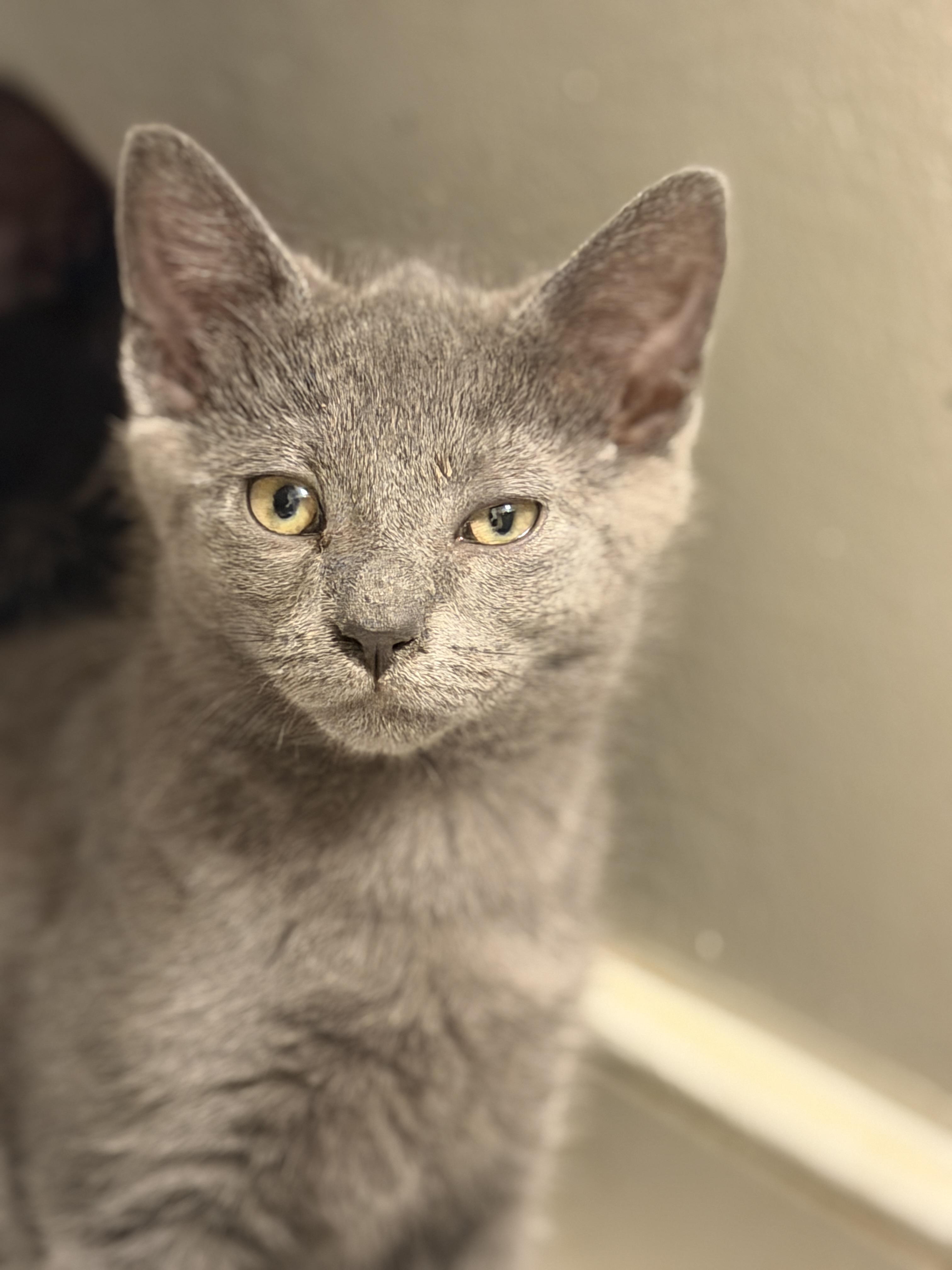 Enlarge Dusty, a ADOPTABLE American Shorthair in North Chesterfield, VA image 1/1