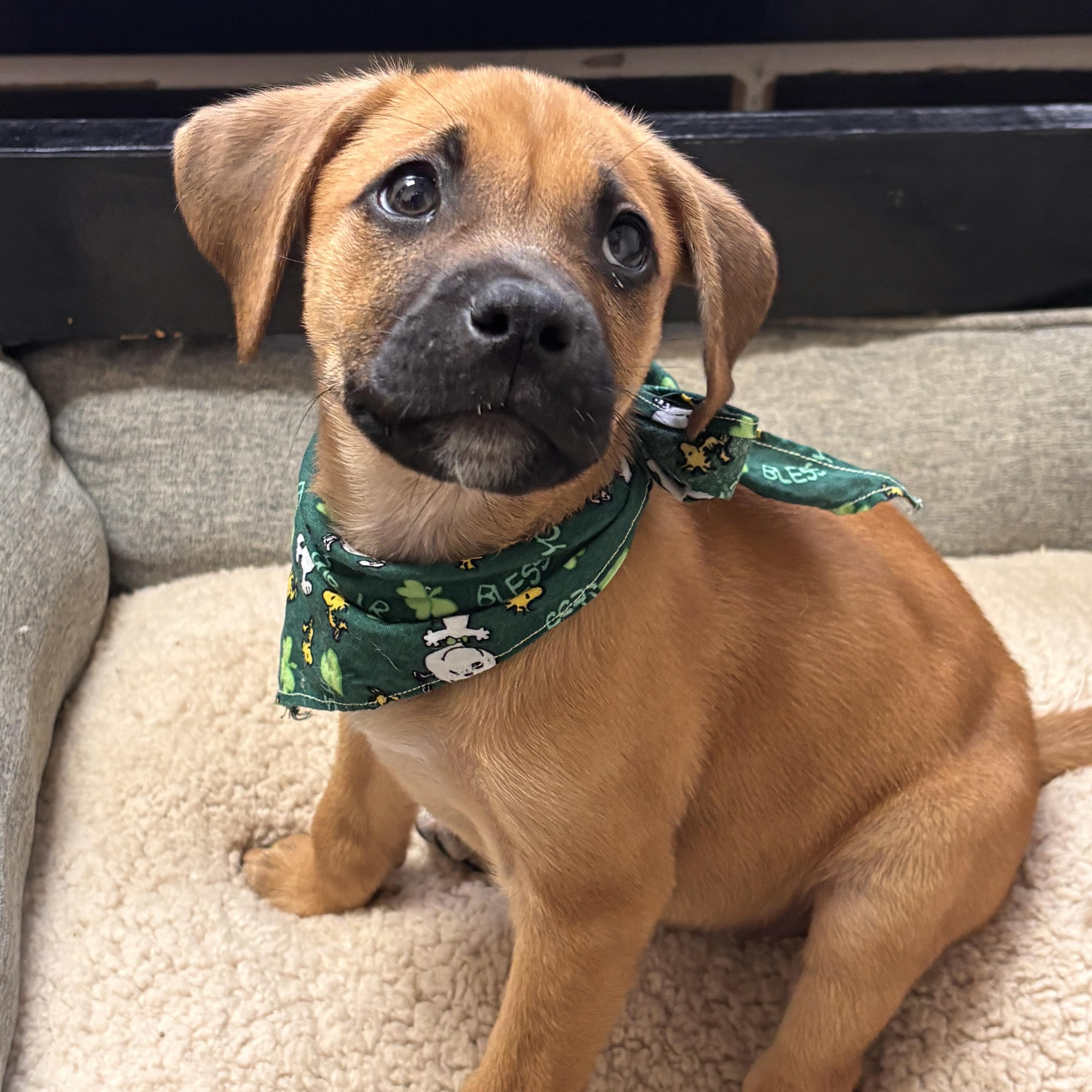 Enlarge Clover, an adopted mixed breed in Collierville, TN image 2/2