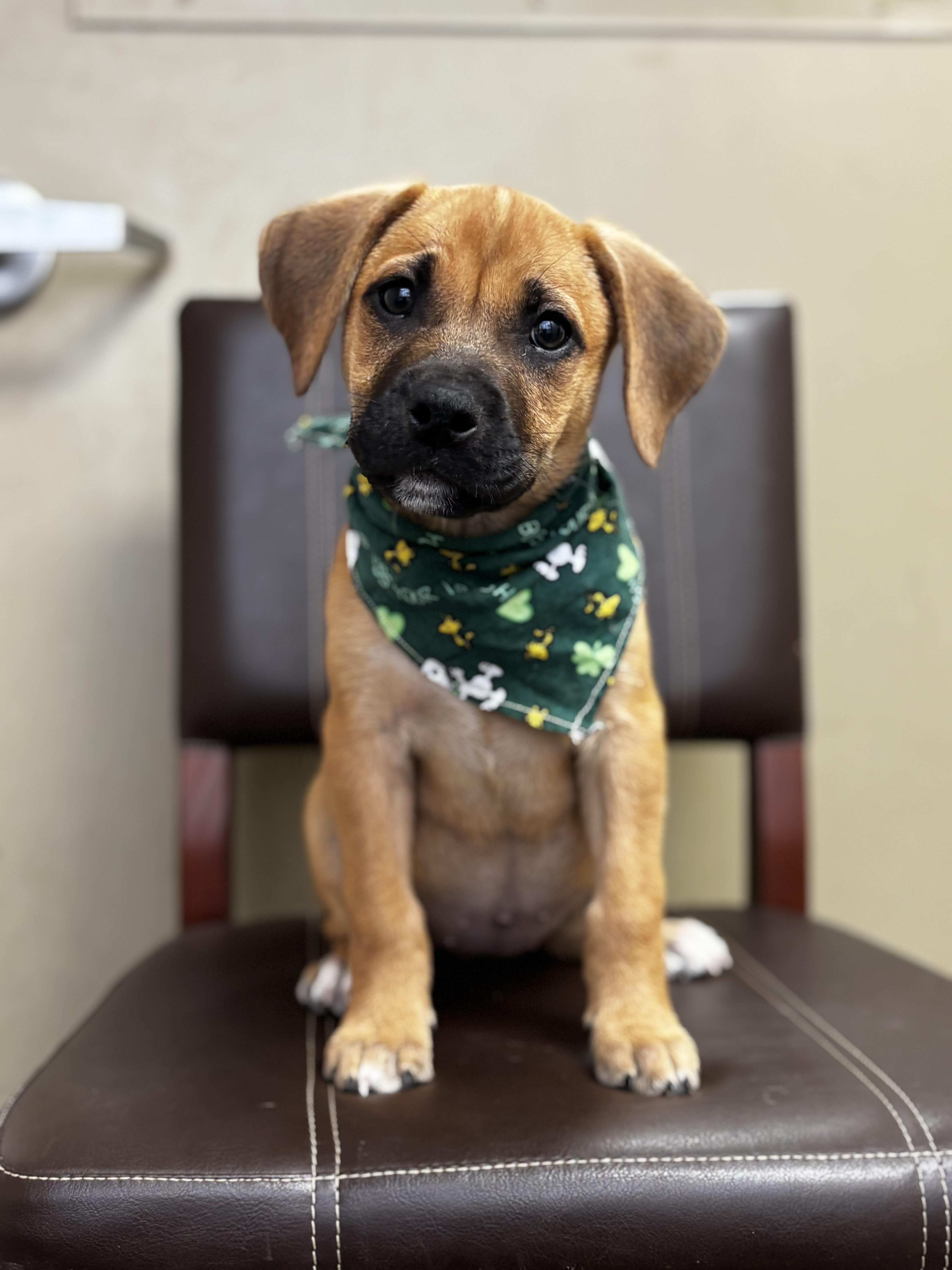 Enlarge Clover, an adopted mixed breed in Collierville, TN image 1/2