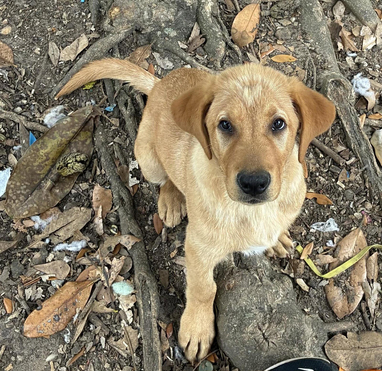 Dutton, Adopted, Puppy Male Yellow Labrador Retriever.