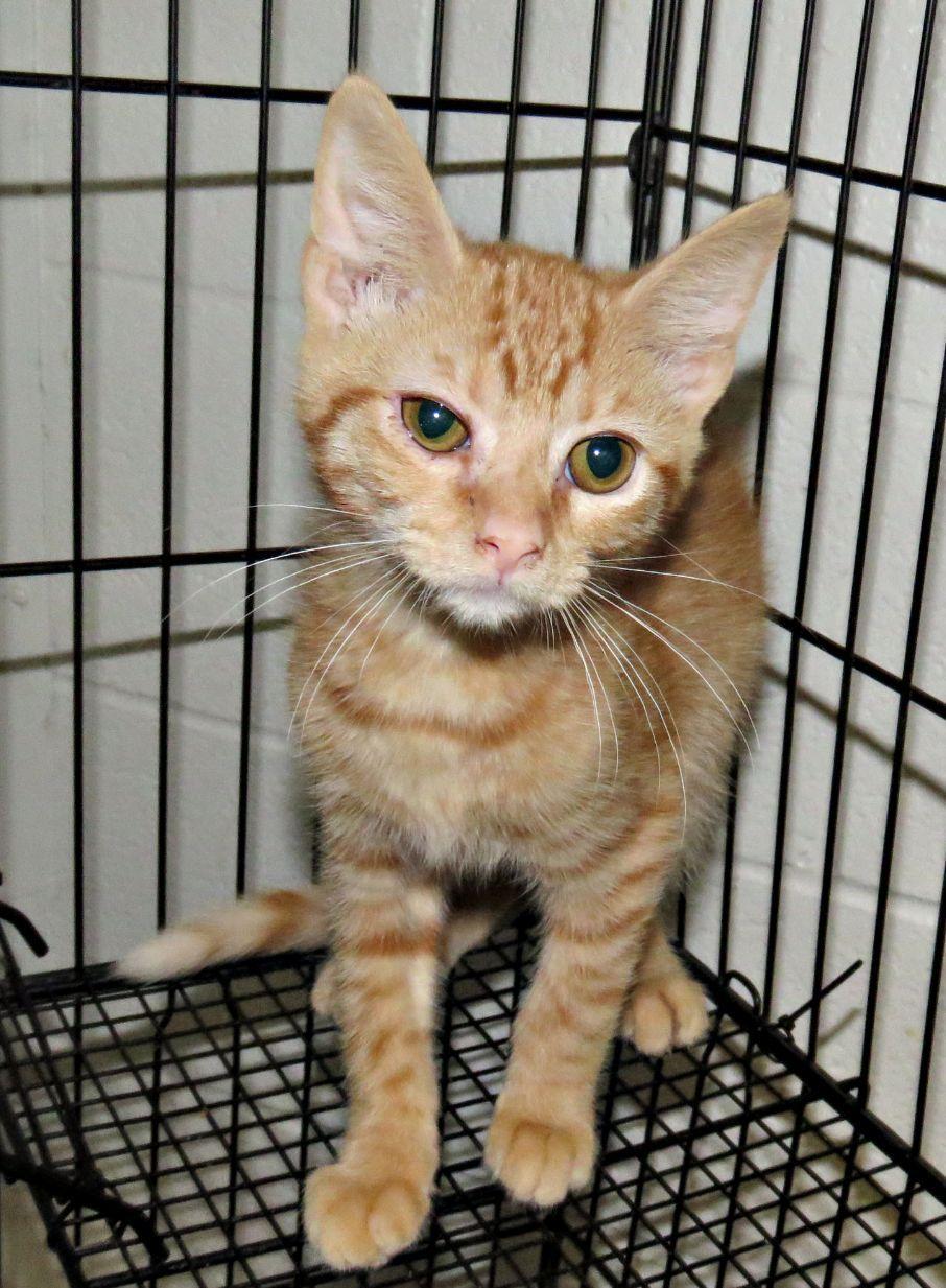 Enlarge Brooks, a ADOPTABLE mixed breed in Lexington, VA image 1/1