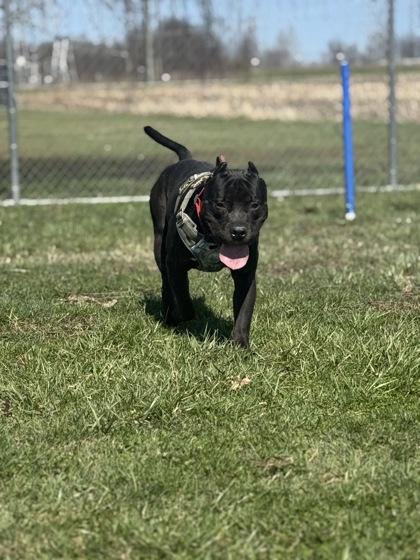 Enlarge Boogie, a Adoptable mixed breed in Columbus, IN image 1/3