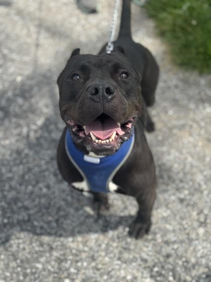 Boogie, a Adoptable mixed breed in Columbus, IN image 2/3