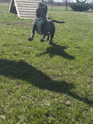 Enlarge Boogie, a Adoptable mixed breed in Columbus, IN image 1/3