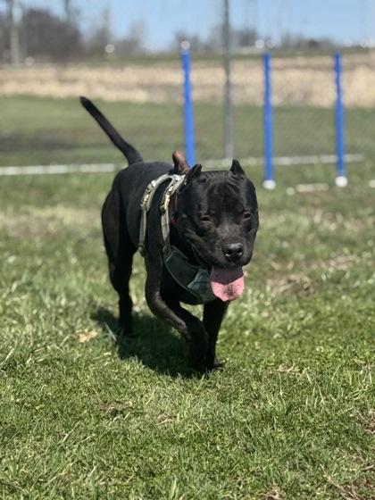 Enlarge Boogie, a Adoptable mixed breed in Columbus, IN image 3/3