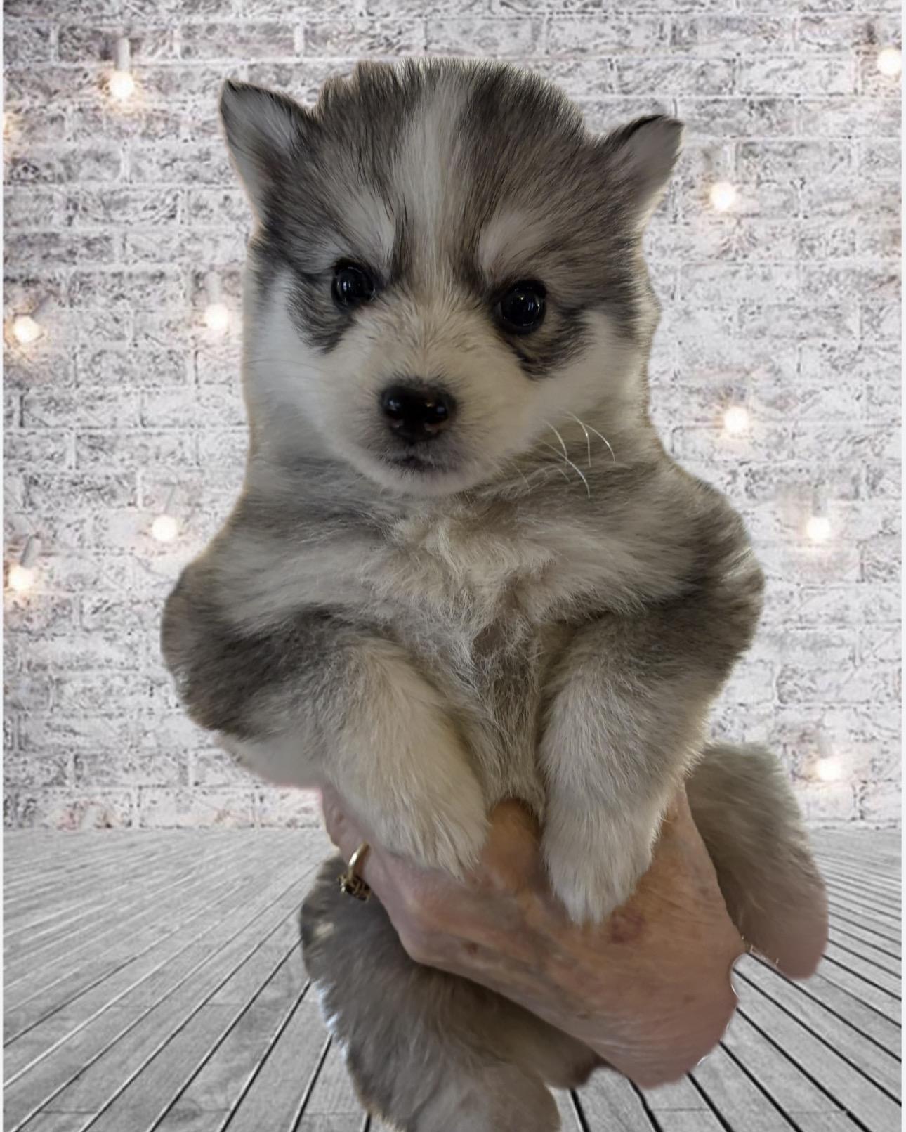 Pomsky litter of 8. , ADOPTABLE, Puppy Male Pomsky.